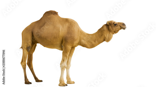 Obraz na plátně Dromedary camel with one hump standing profile, isolated on transparent backgrou