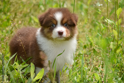 Cute Red Tricolor Australian Shepherd Puppy Sitting in Green Summer Meadow