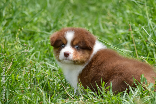 Cute Red Tricolor Australian Shepherd Puppy Sitting in Green Summer Meadow