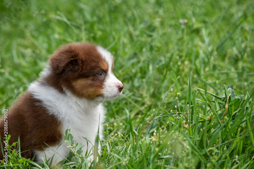 Cute Red Tricolor Australian Shepherd Puppy Sitting in Green Summer Meadow