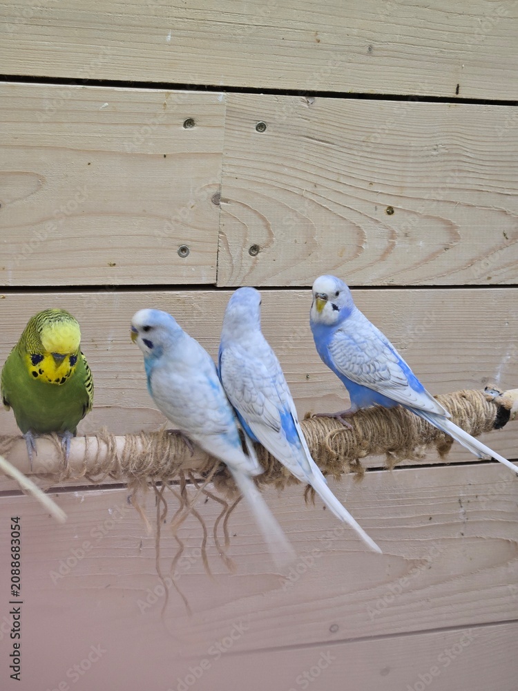 Obraz premium parrots