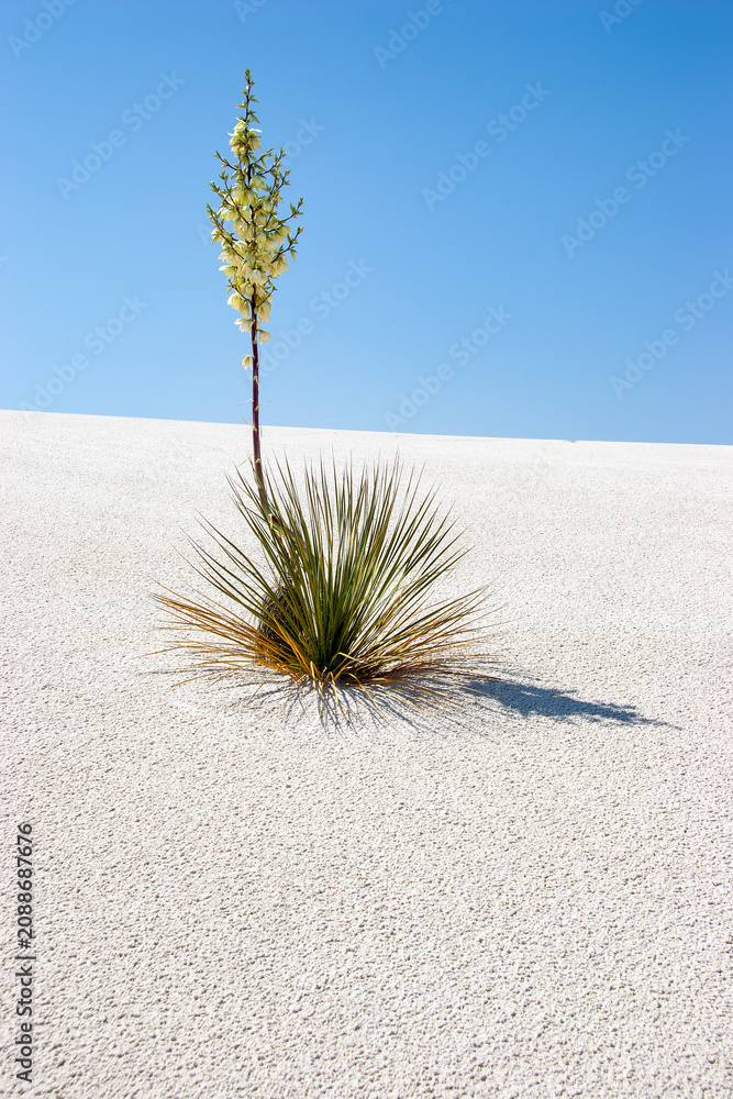 Fototapeta premium scenic desert landscape in white sands national park
