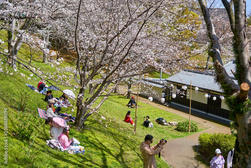 People enjoying hanami (cherry blossom viewing) picnic on a grassy hillside beneath blooming sakura trees in a Japanese park. Groups sit on colorful blankets and mats under the shade of white and