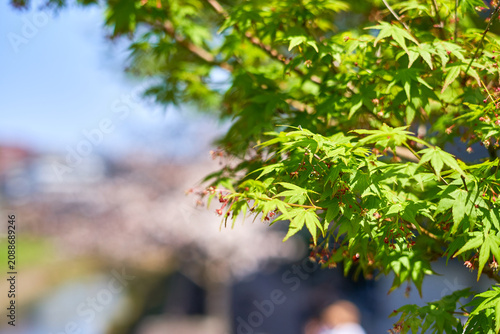 A close-up shot of vibrant green Japanese maple (Acer palmatum) leaves in sharp focus, illuminated by bright sunlight. The delicate, palmate leaves display fresh spring growth with small red buds