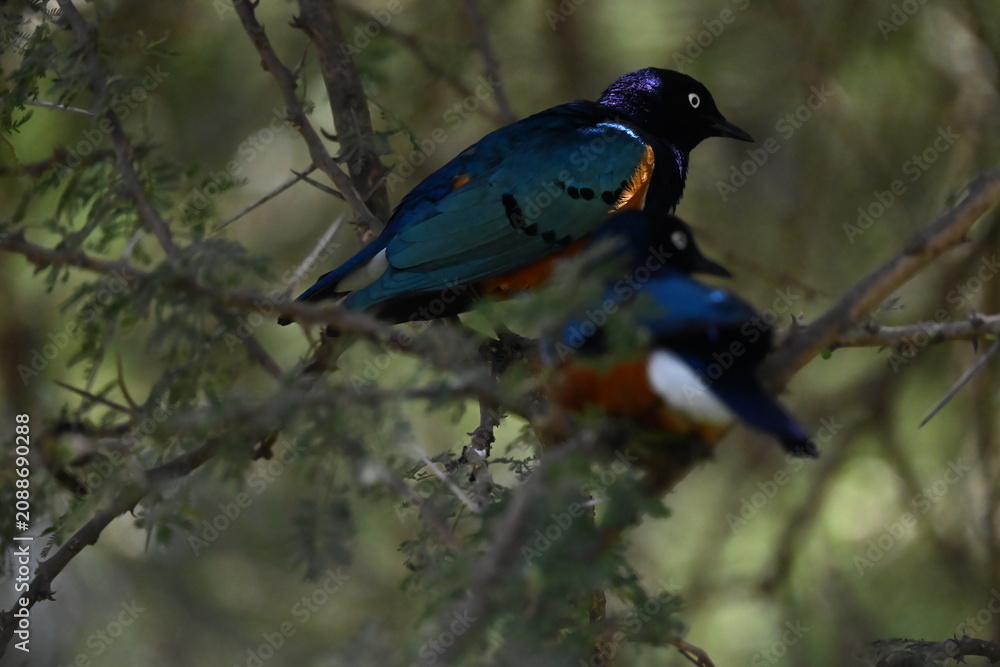 Obraz premium Superb starlings (Lamprotornis superbus) Superb starling is a brightly colored passerine bird native to eastern Africa 🐦. It is easily recognized by its iridescent blue-green upperparts, chestnut bel