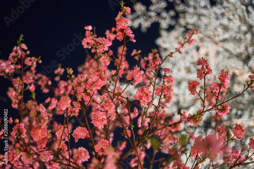 Close-up view of vibrant pink cherry or peach blossoms in full bloom against a dark night sky. The delicate flowers are illuminated, showcasing their soft petals and intricate details on thin