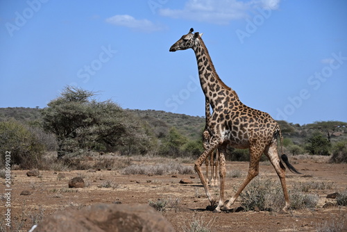 Foto giraffe tall African mammal belonging to the genus Giraffa