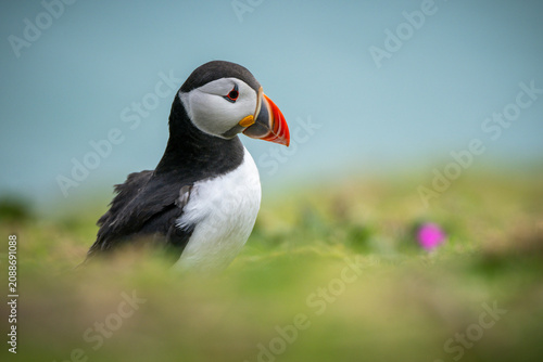 Foto Puffin Bird Standing in Coastal Grassland with Soft Natural Lighting
