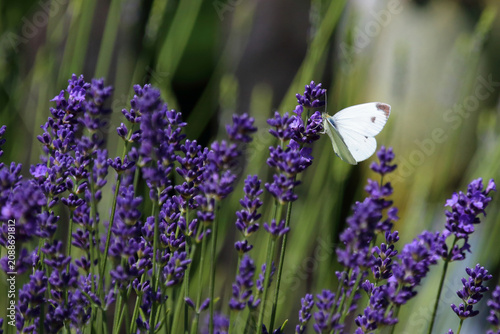 Großer Kohlweißling / Large white / Pieris brassicae