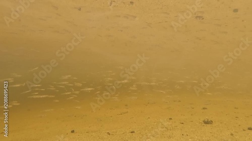 Tiny fish drift slowly over a bright golden sandy bottom in shallow clear river water, moving steadily across the frame, staying close to the sand surface in calm natural conditions