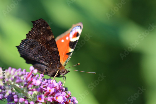 Tagpfauenauge / European peacock butterfly  / Vanessa io or Aglais io or Inachis io or Nymphalis io