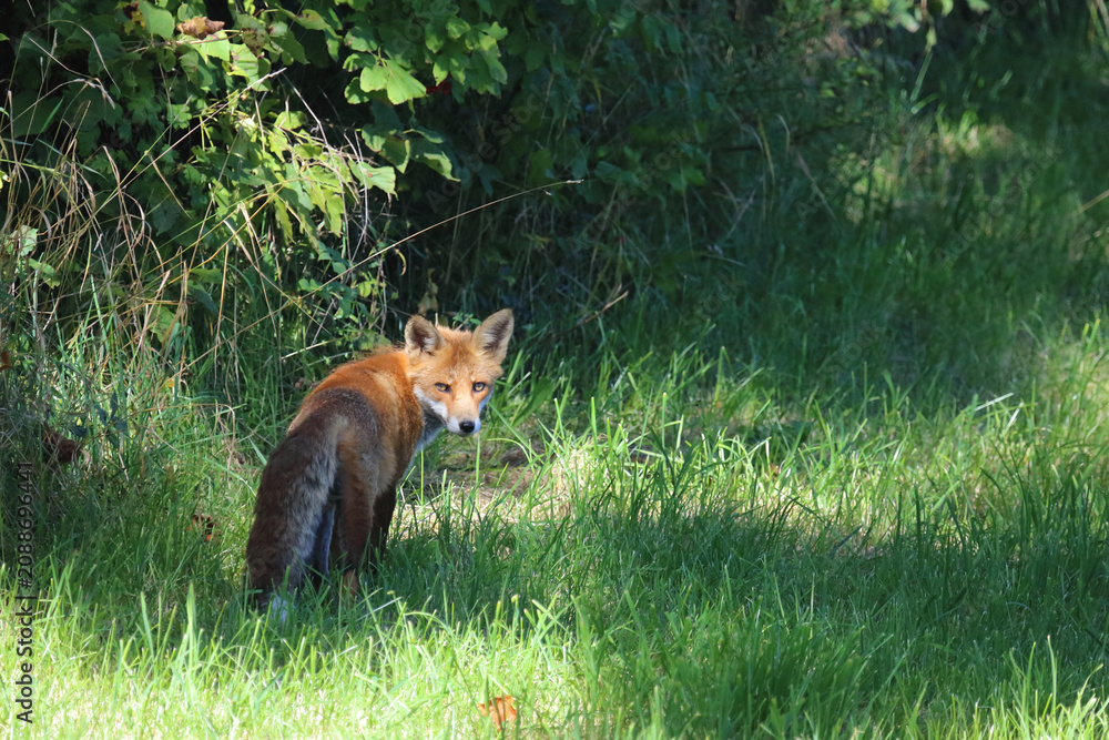 Fototapeta premium Rotfuchs / Red fox / Vulpes vulpes