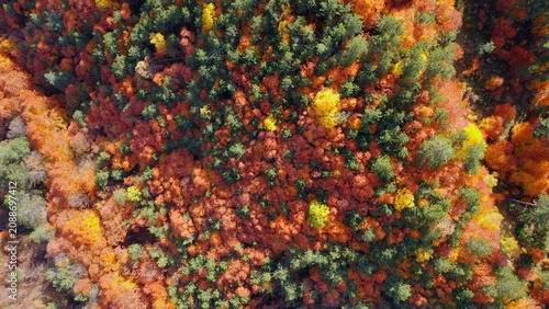 Aerial top-down view of dense mixed forest displaying vivid autumn foliage in orange, red, yellow and green tones in Yedigöller National Park, Bolu. 1 minute long video, 360 rotation