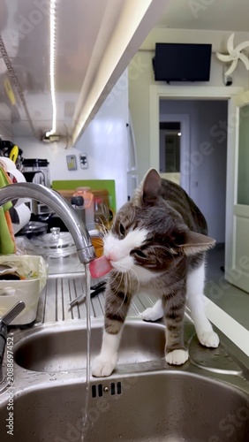 Grey and white kitten drinks water from a kitchen faucet. Small cat perched on edge of sink with its tongue extended to reach the flowing water. Background includes various kitchen items
