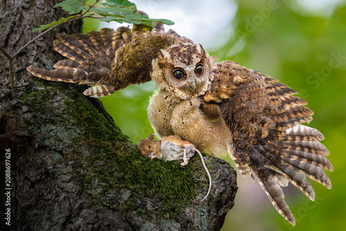 The Indian scops owl is guarding its caught mouse.