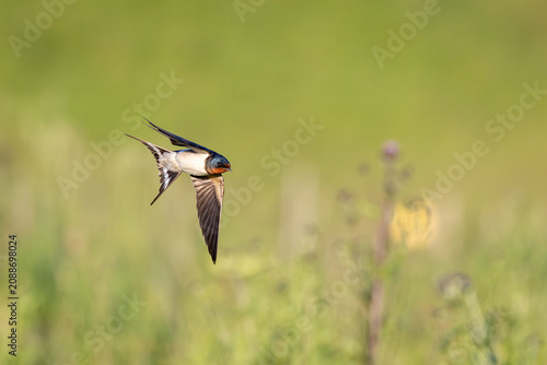 Barn Swallow (Hirundo rustica) in flight.