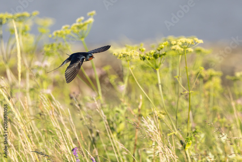 Barn Swallow (Hirundo rustica) in flight.
