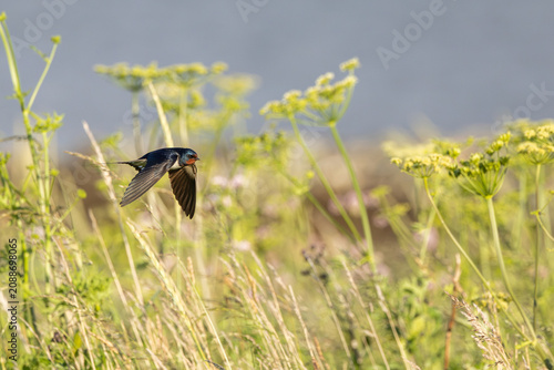 Barn Swallow (Hirundo rustica) in flight.