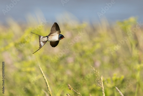 Barn Swallow (Hirundo rustica) in flight.
