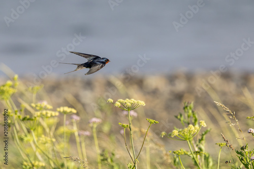 Barn Swallow (Hirundo rustica) in flight.