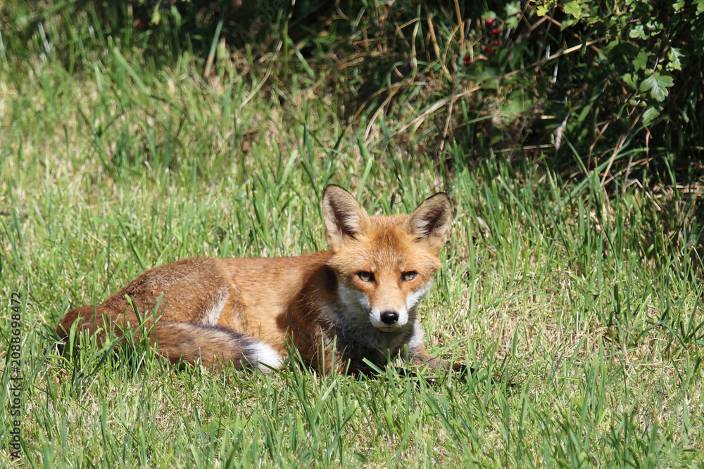 Fototapeta premium Rotfuchs / Red fox / Vulpes vulpes