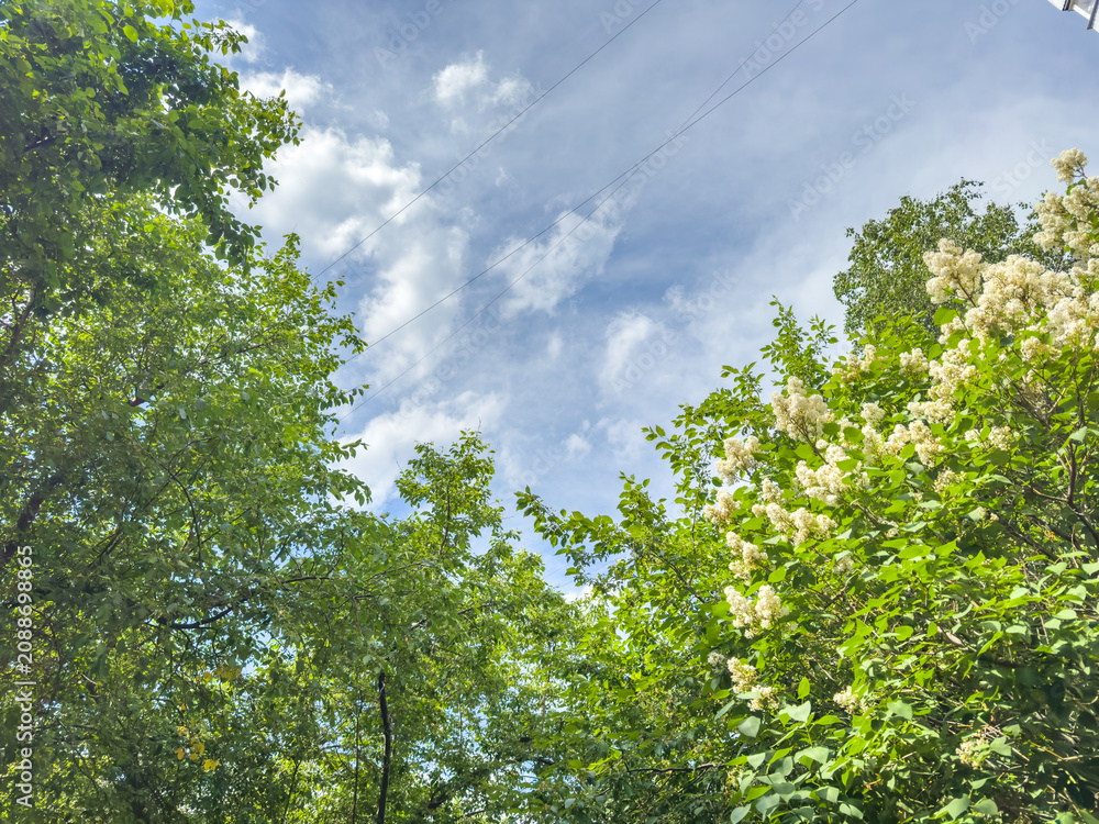 Fototapeta premium Lush green trees with white flowers under a bright blue sky and fluffy clouds