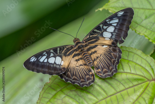 Pictured is a butterfly of the species Parthenos sylvia , also known as the clipper