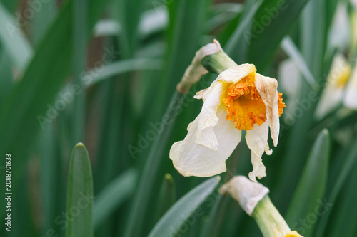Konstfotografi Close-up of a Faded Daffodil Flower Damaged by the Weather