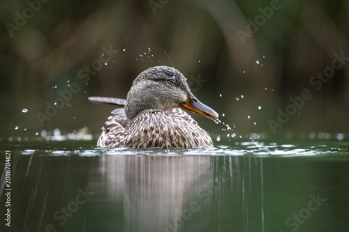 Mallard Duck Shaking Off Water with Splash in Calm Wetland