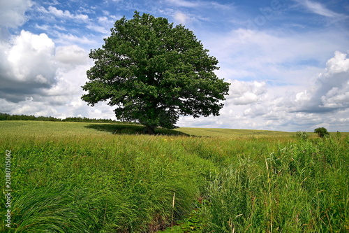 lonely tree in the field