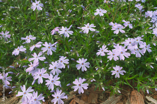 Spring Blooming Light Purple Creeping Phlox Subulata Ground Cover Close-up