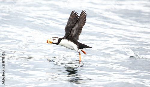Puffin takes flight