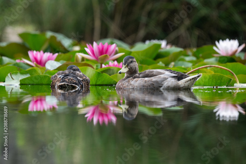 Two Ducks Swimming Among Pink Water Lilies with Reflection
