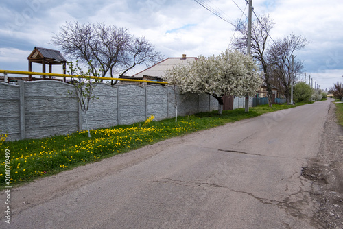 Quiet village street with blooming fruit tree and concrete fence