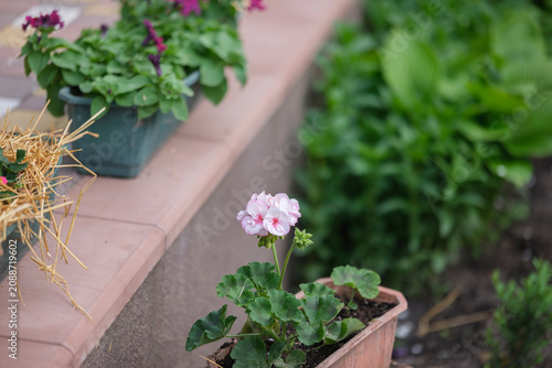 Pink flowering strawberry plant growing in straw mulch