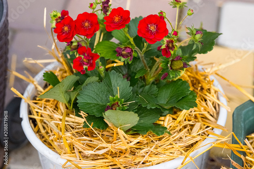 Red flowering strawberry plant growing in straw mulch