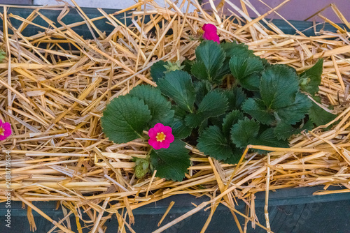 Pink flowering strawberry plant growing in straw mulch