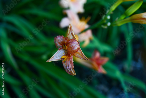 Orange day lily bloom