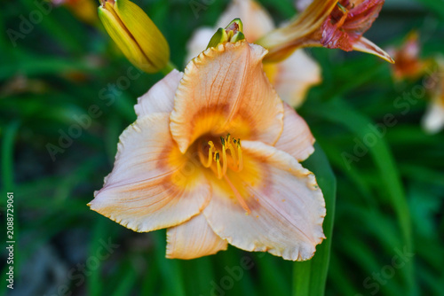 Orange day-lily flower