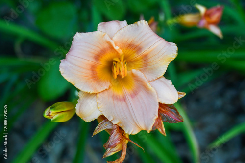 Orange Day Lily