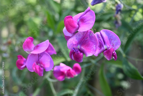 Purple sweet pea flowers
