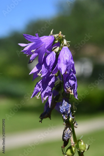 Creeping bellflower close-up macro