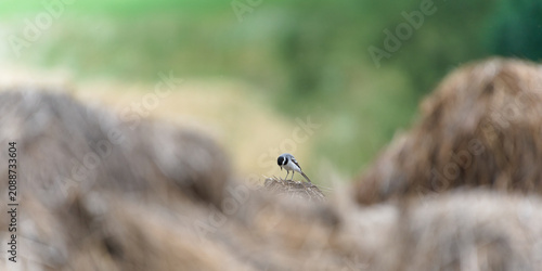 White wagtail (Motacilla alba) perched on a straw bale in a field with a beautiful soft bokeh background. Nature of Czech republic.