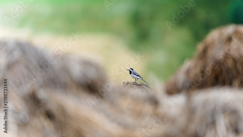 White wagtail (Motacilla alba) perched on a straw bale in a field with a beautiful soft bokeh background. Nature of Czech republic.