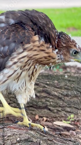 Juvenile Cooper's Hawk Perched on a tree branch at the Texas Christian University Campus, Fort Worth, Texas, USA