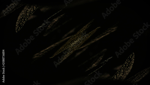 Bild auf Leinwand Golden Ears of Wheat Swaying in the Wind on Black Background Elegant Botanical N