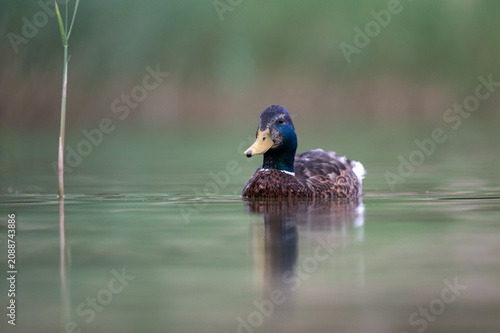Mallard Drake Swimming on Calm Water with Soft Reflection