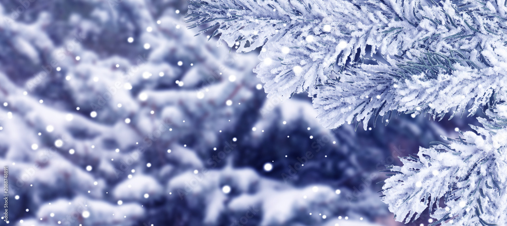 Obraz premium Snowy fir branches and falling snowflakes in winter forest. Banner design