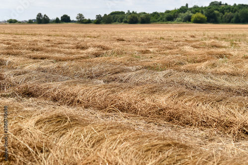 Bild auf Leinwand A ground-level view shows cut stalks of oilseed rape arranged in parallel rows across a harvested field