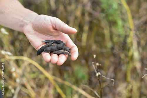 Valokuva A hand holds dry, parched bean pods from a crop field damaged by drought in France during June 2026